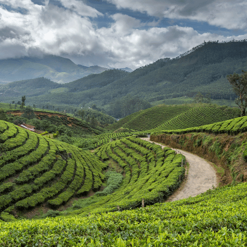 Kerala hill station tour – Munnar tea plantations, scenic mountains and misty green landscapes by NowShe Tours.